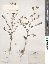 Trifolium arvense image