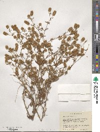 Trifolium arvense image