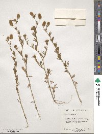 Trifolium arvense image