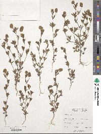 Trifolium arvense image