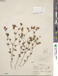 Trifolium arvense image