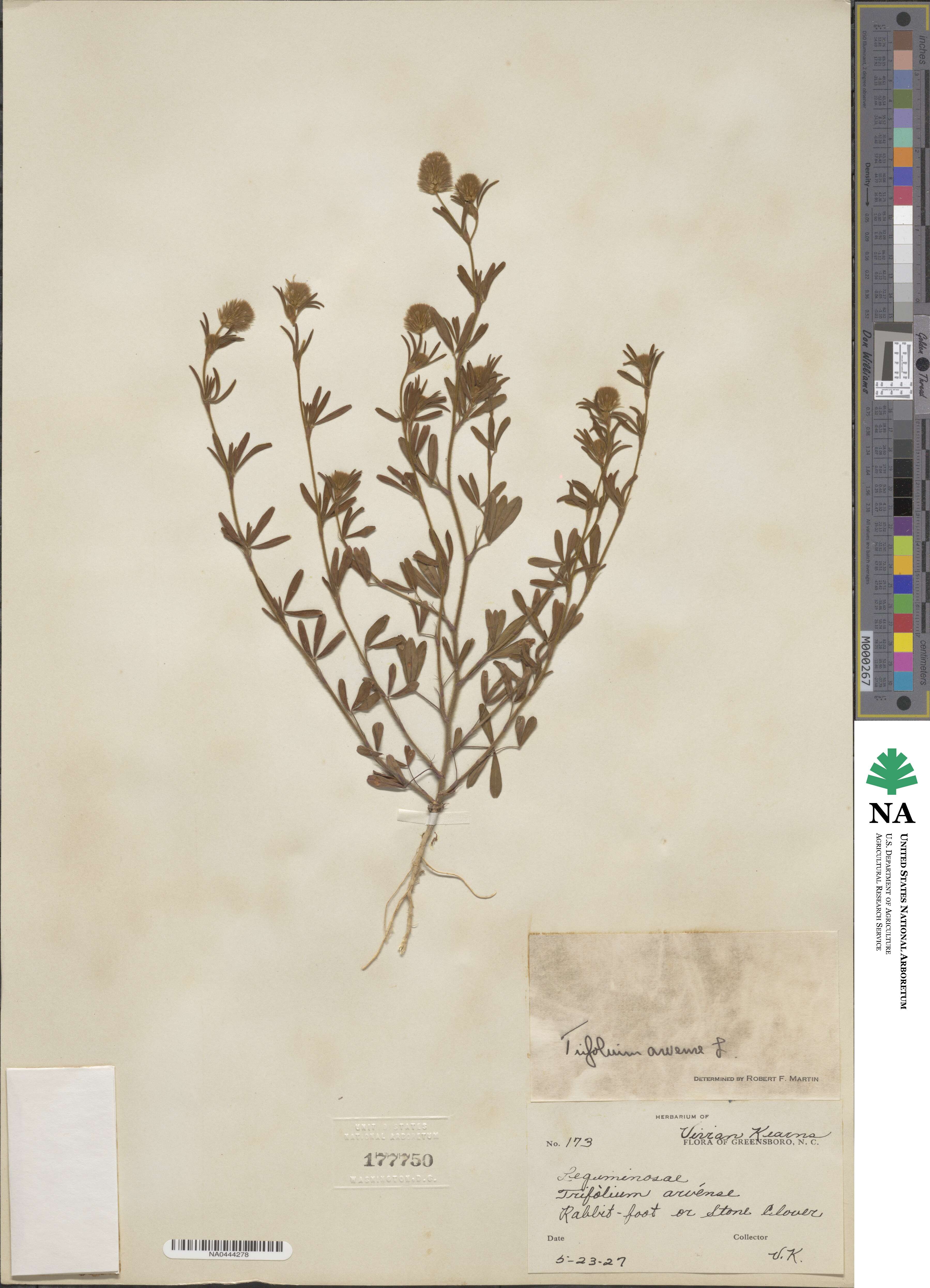 Trifolium arvense image