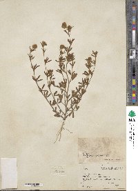 Trifolium arvense image