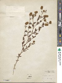 Trifolium arvense image