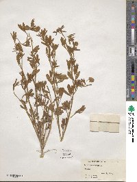 Trifolium arvense image