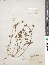 Trifolium arvense image