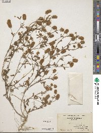 Trifolium arvense image