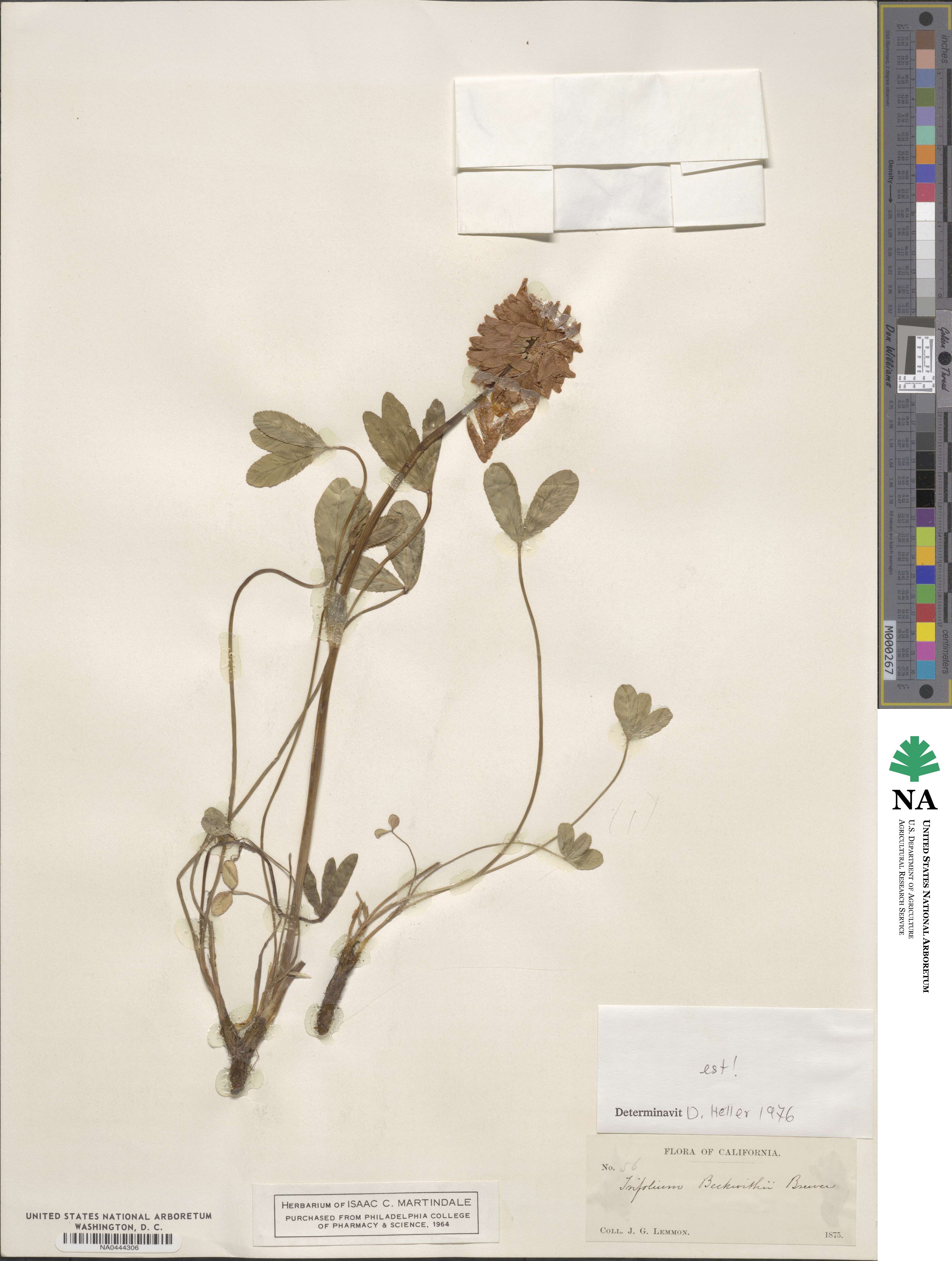 Trifolium beckwithii image