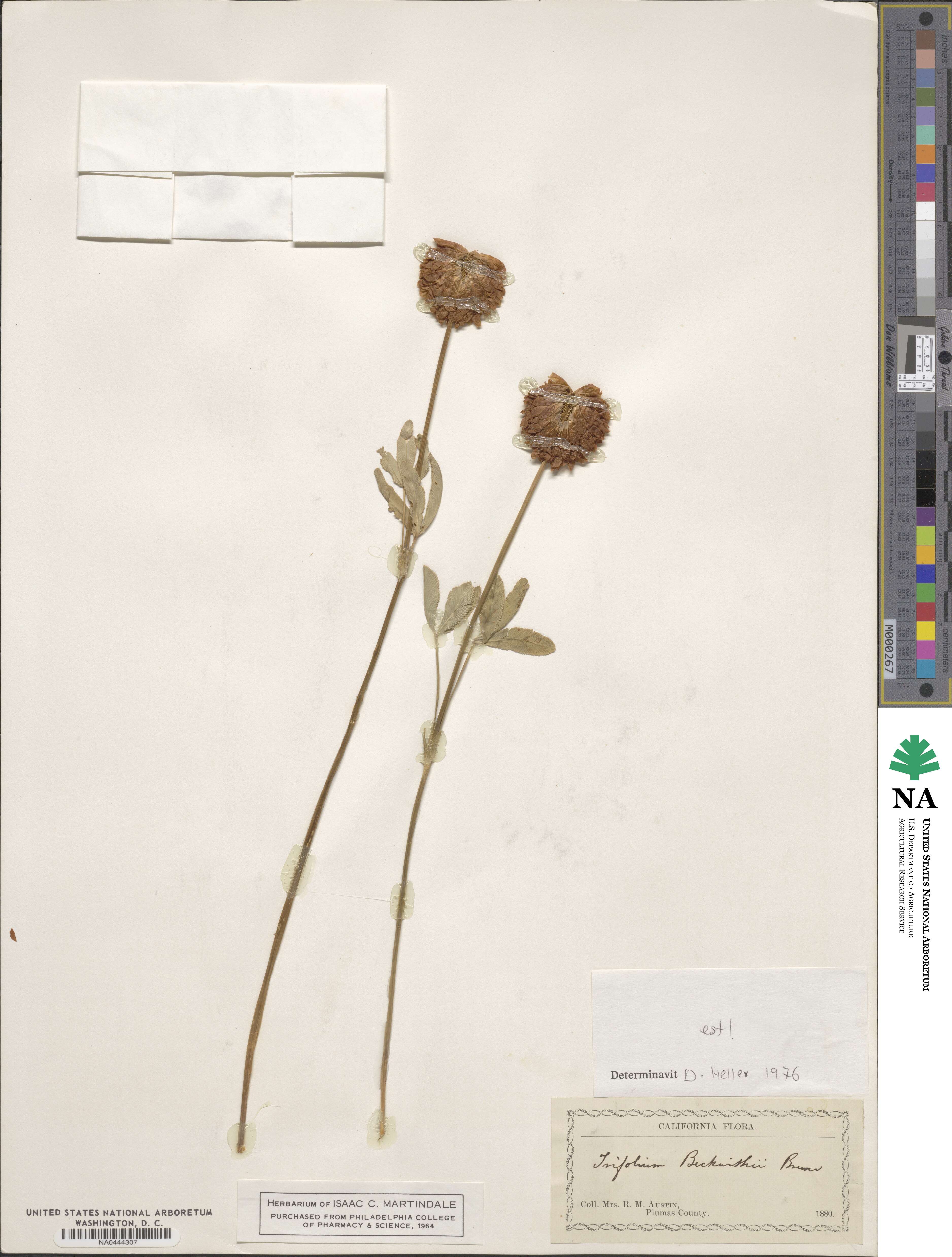 Trifolium beckwithii image