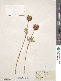 Trifolium beckwithii image