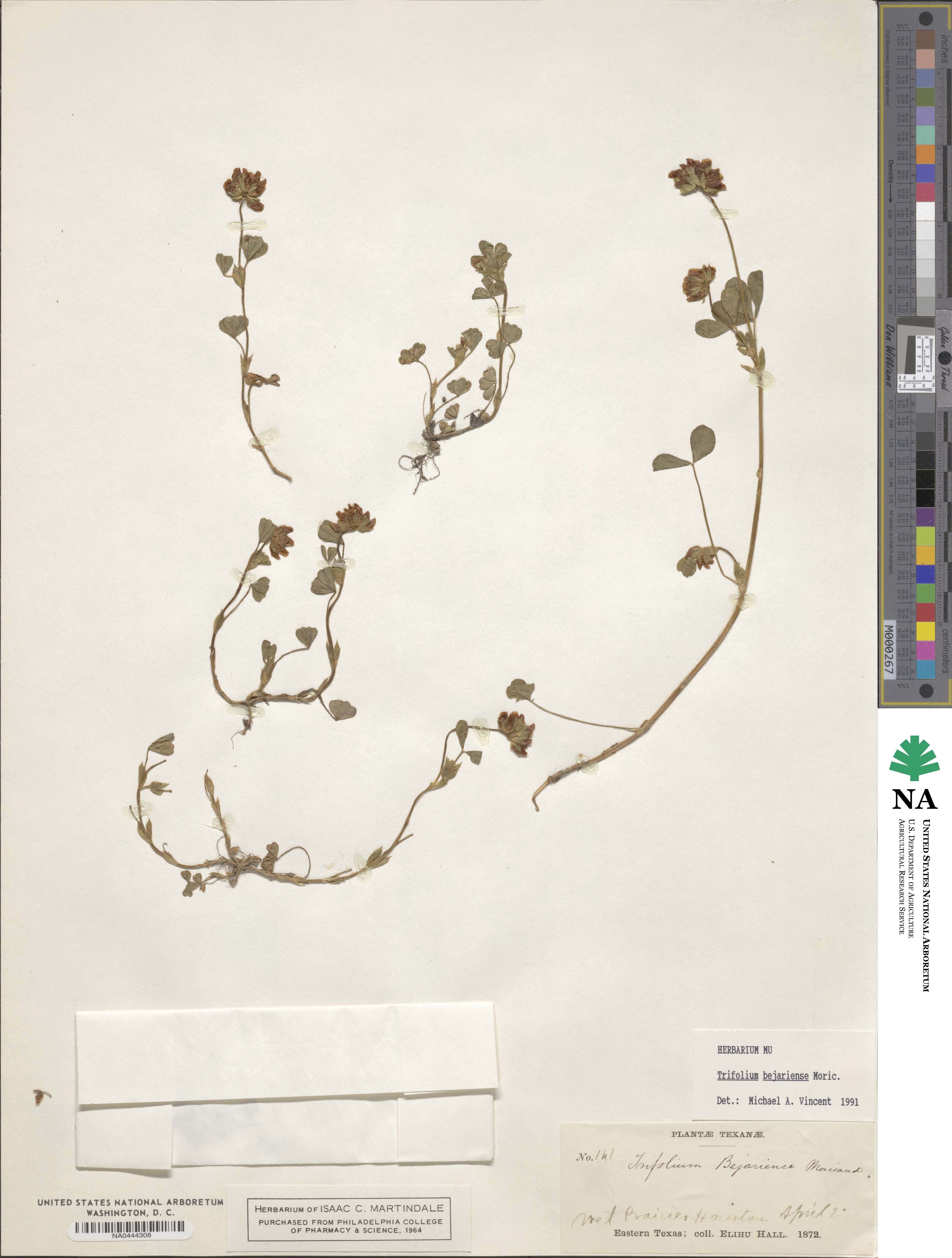 Trifolium bejariense image