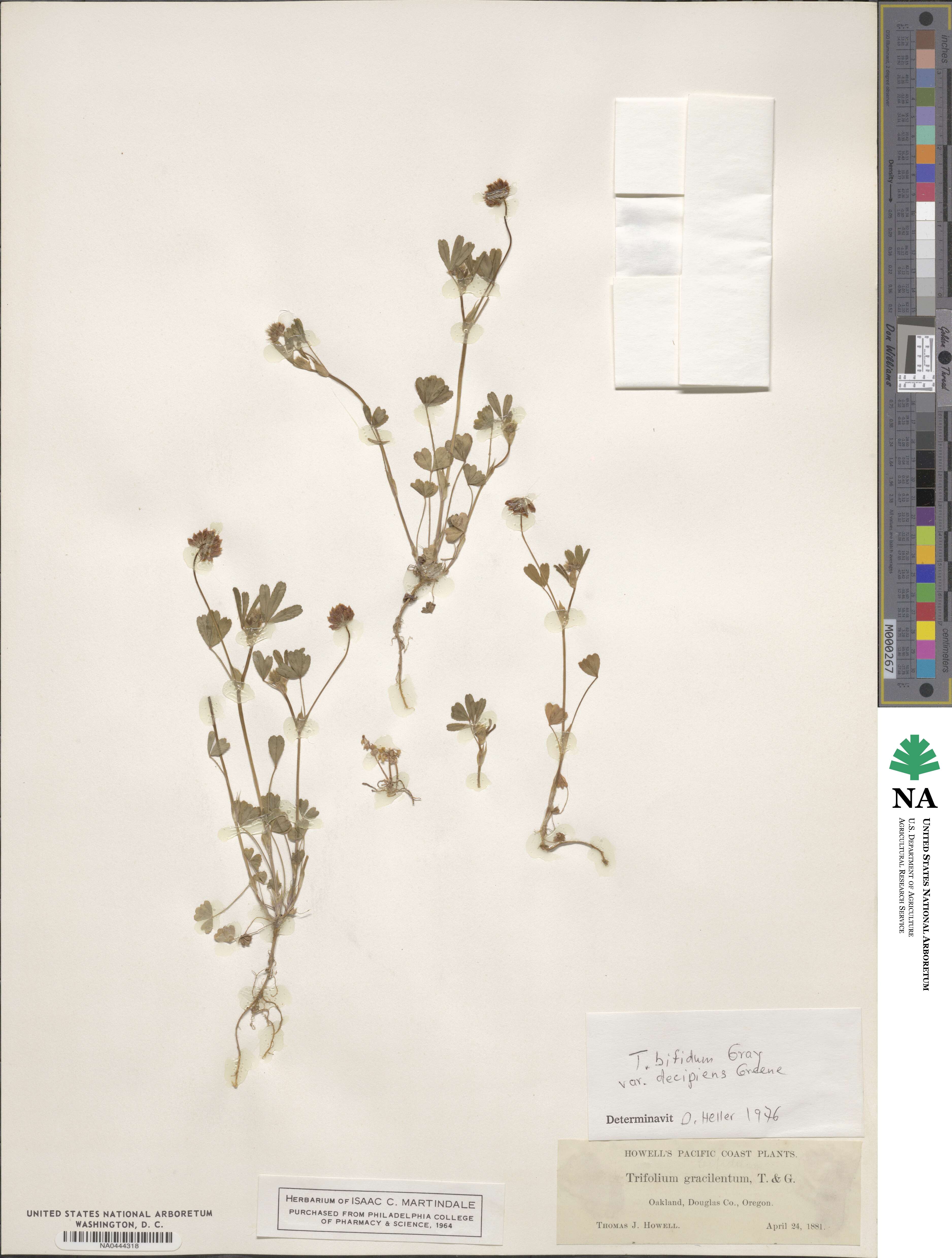 Trifolium bifidum var. decipiens image