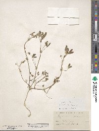 Trifolium bifidum var. decipiens image