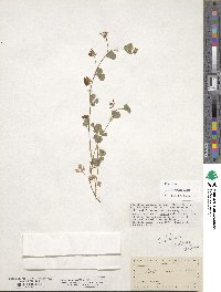 Trifolium breweri image