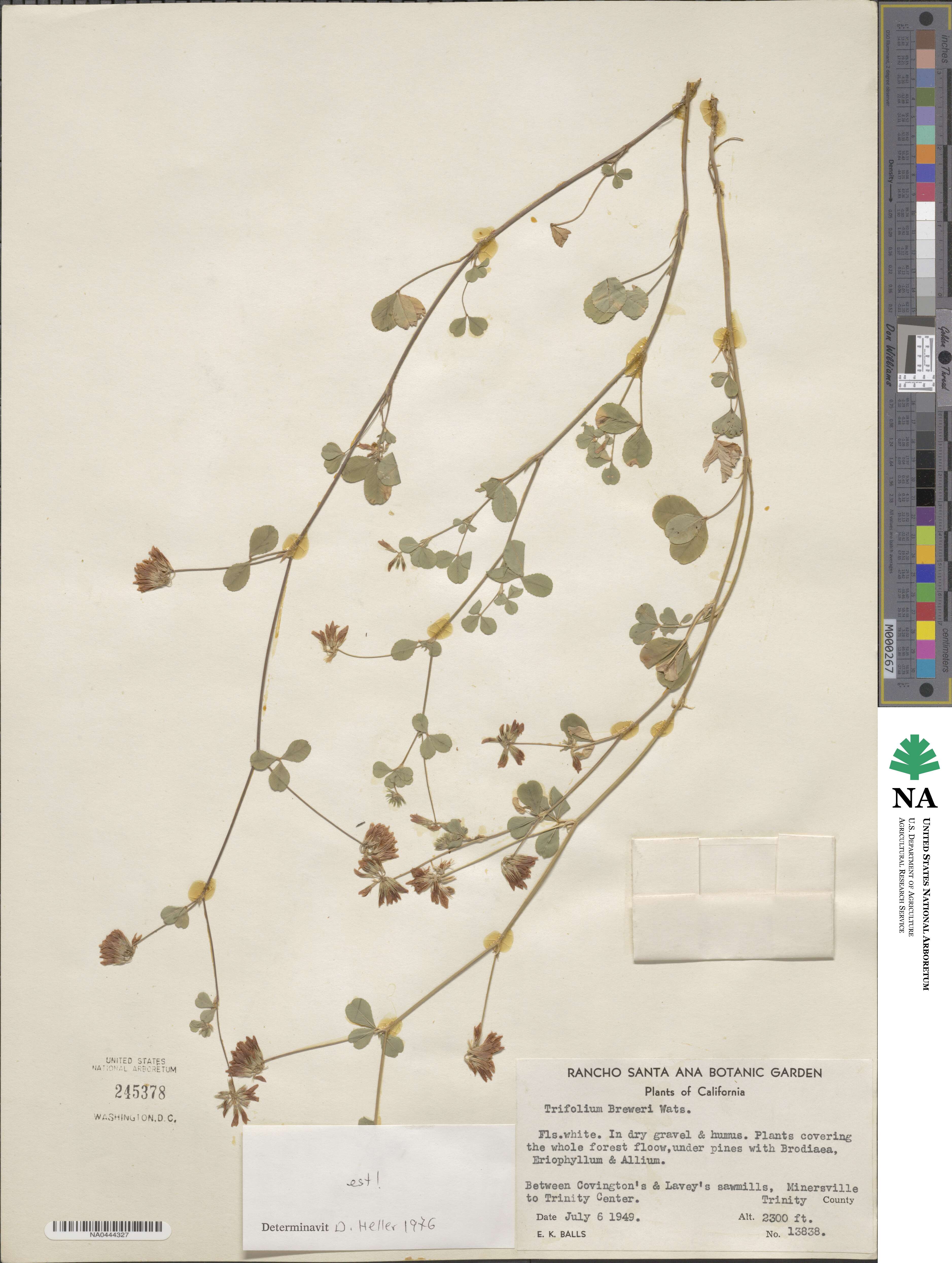 Trifolium breweri image