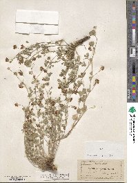 Trifolium breweri image