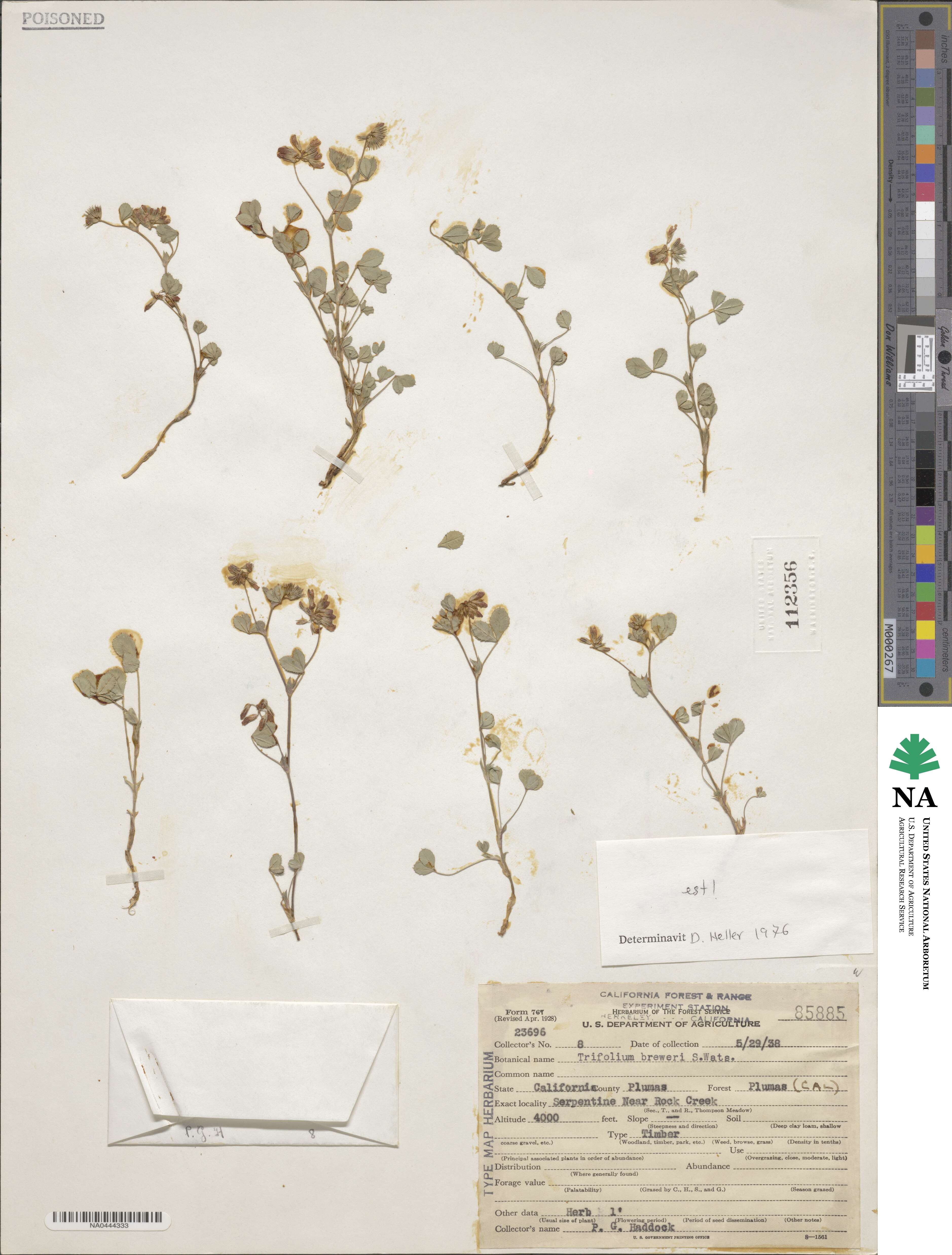 Trifolium breweri image