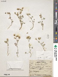 Trifolium breweri image