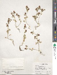 Trifolium campestre image