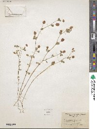 Trifolium campestre image