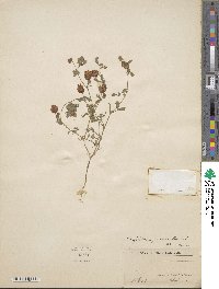 Trifolium campestre image