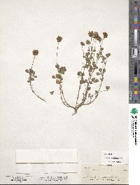 Trifolium carolinianum image