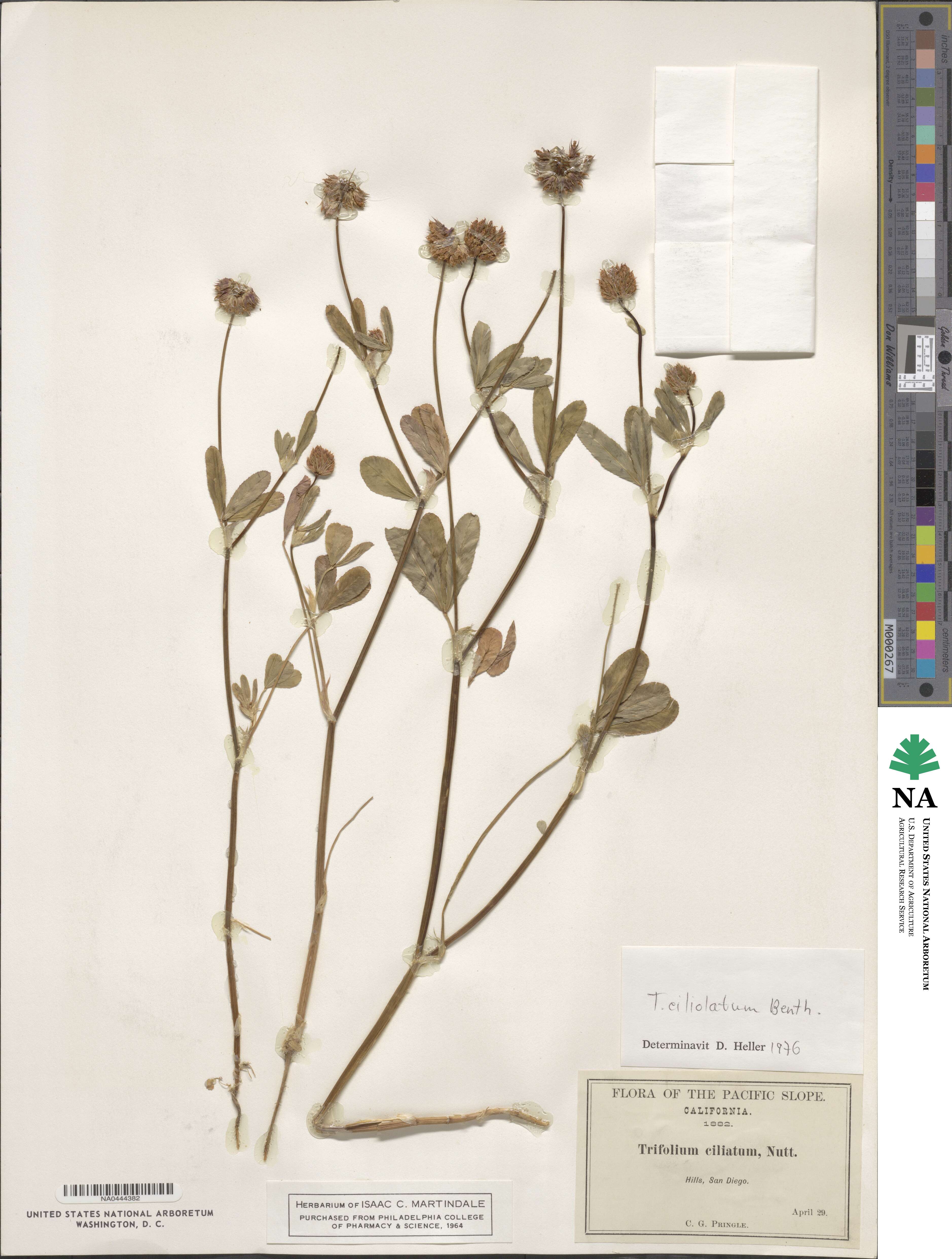 Trifolium ciliolatum image