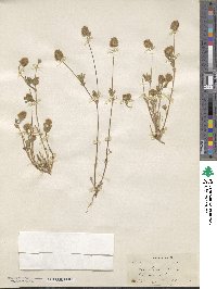 Trifolium albopurpureum image