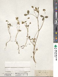 Trifolium cyathiferum image