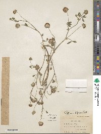 Trifolium cyathiferum image