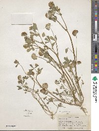 Trifolium cyathiferum image