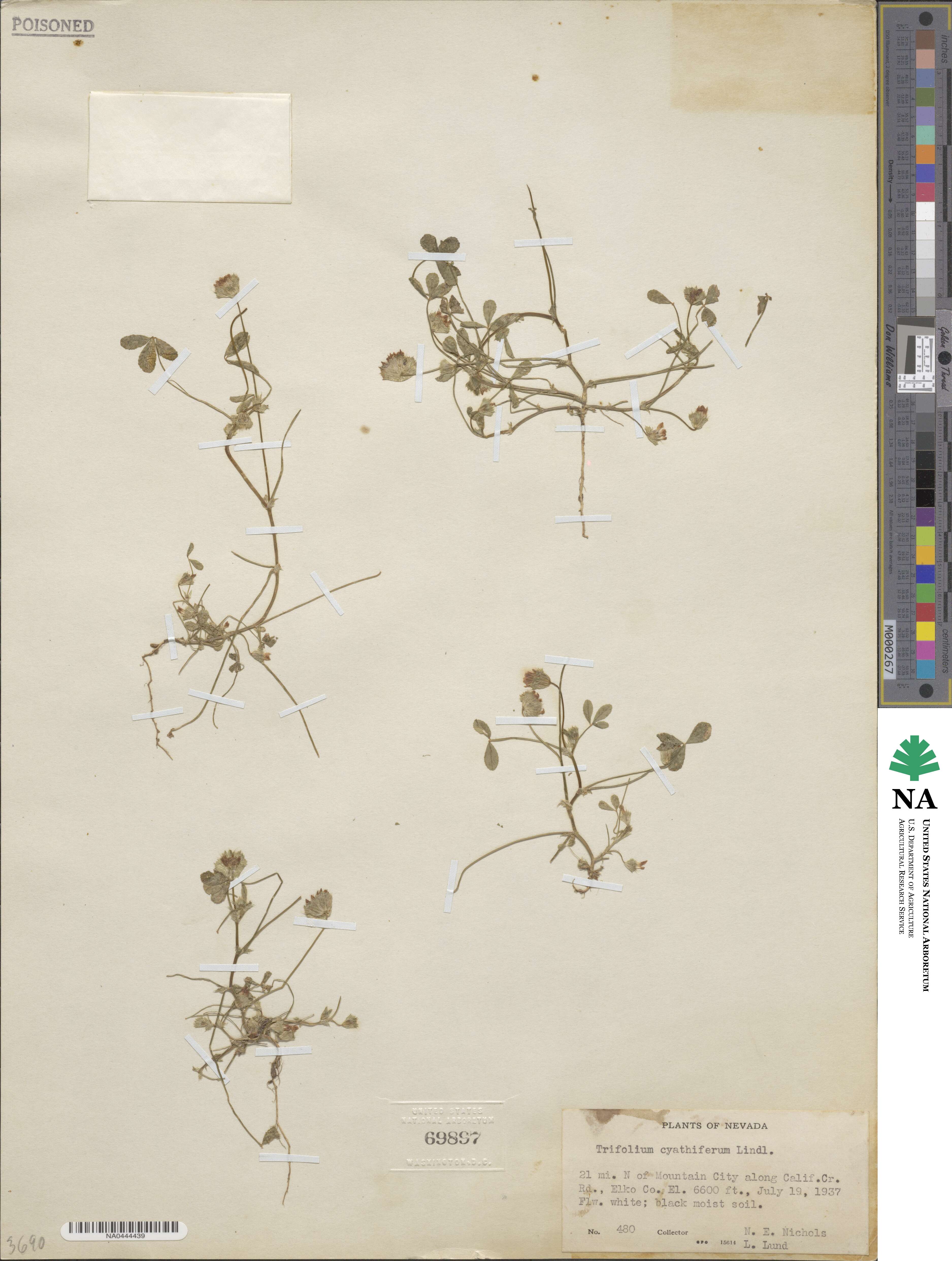 Trifolium cyathiferum image