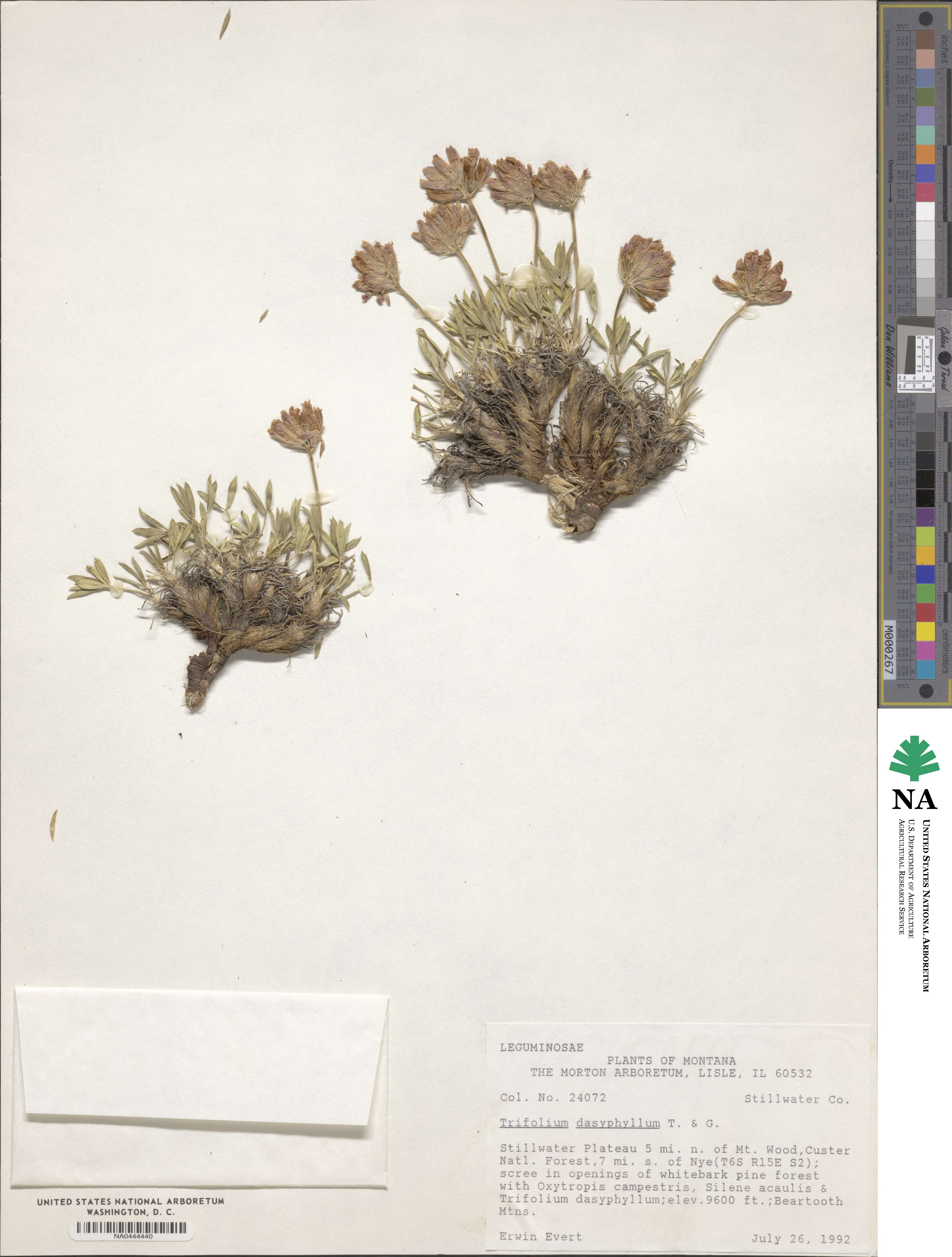 Trifolium dasyphyllum image