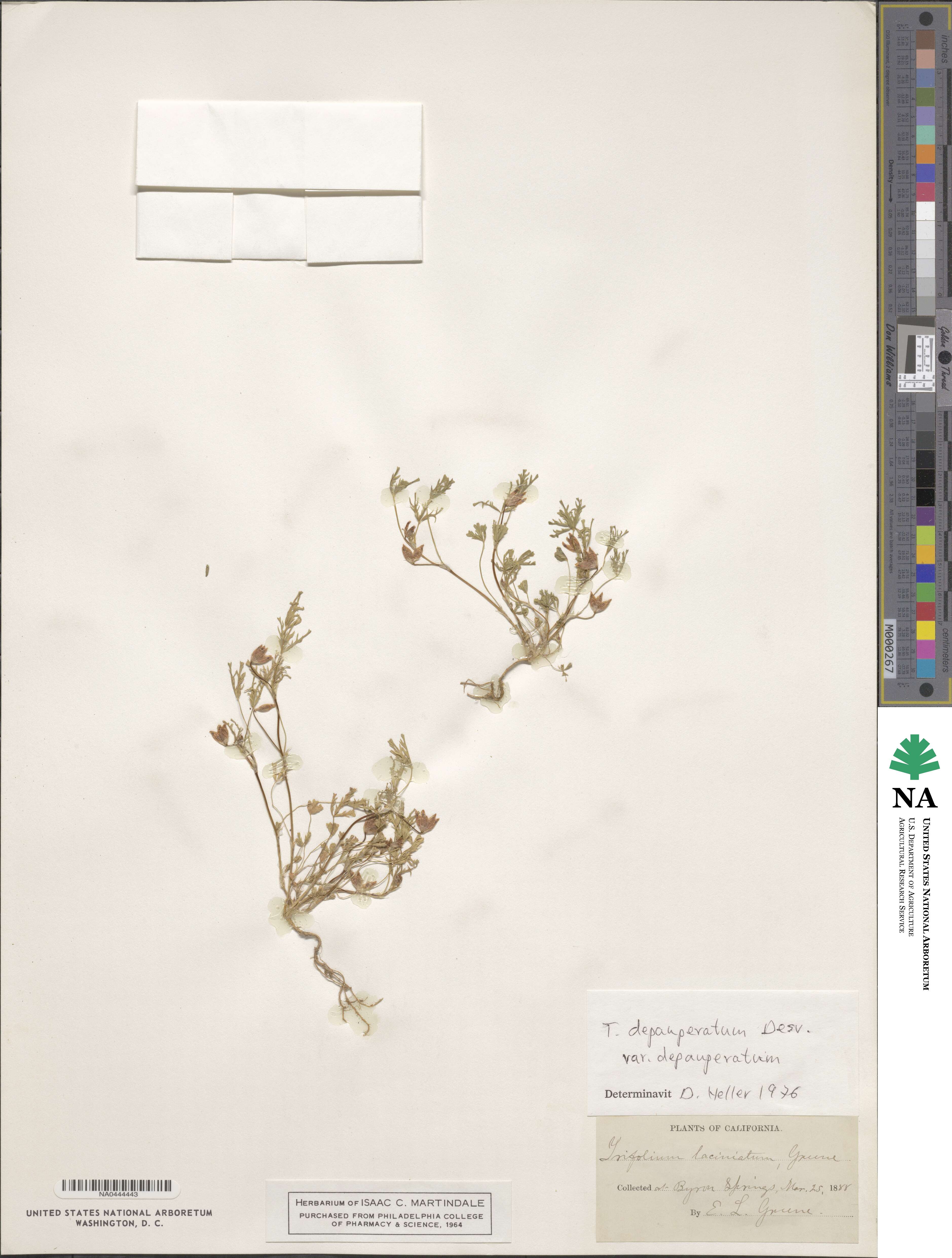 Trifolium depauperatum image