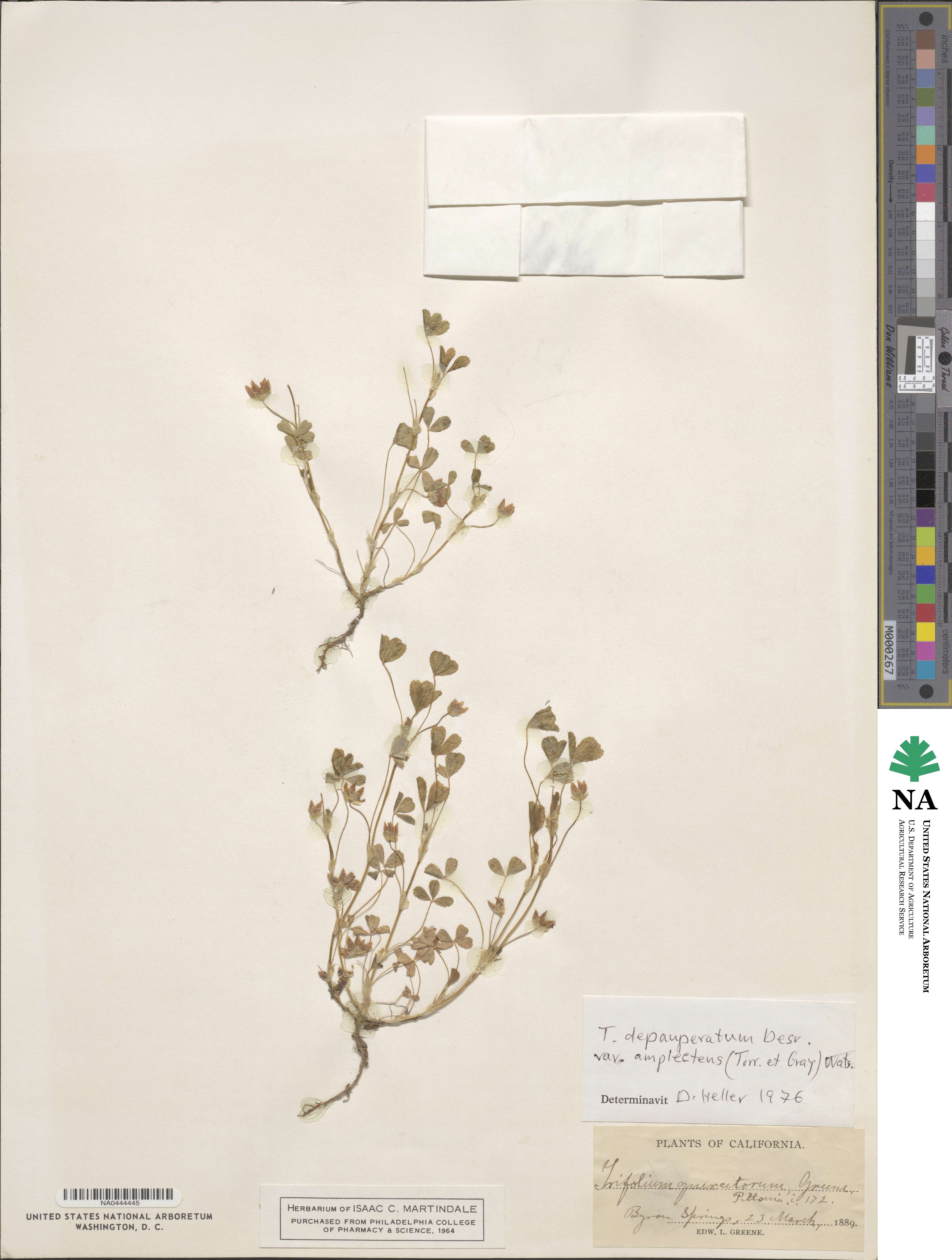 Trifolium amplectens image