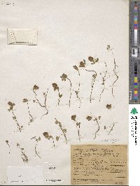 Trifolium dichotomum image