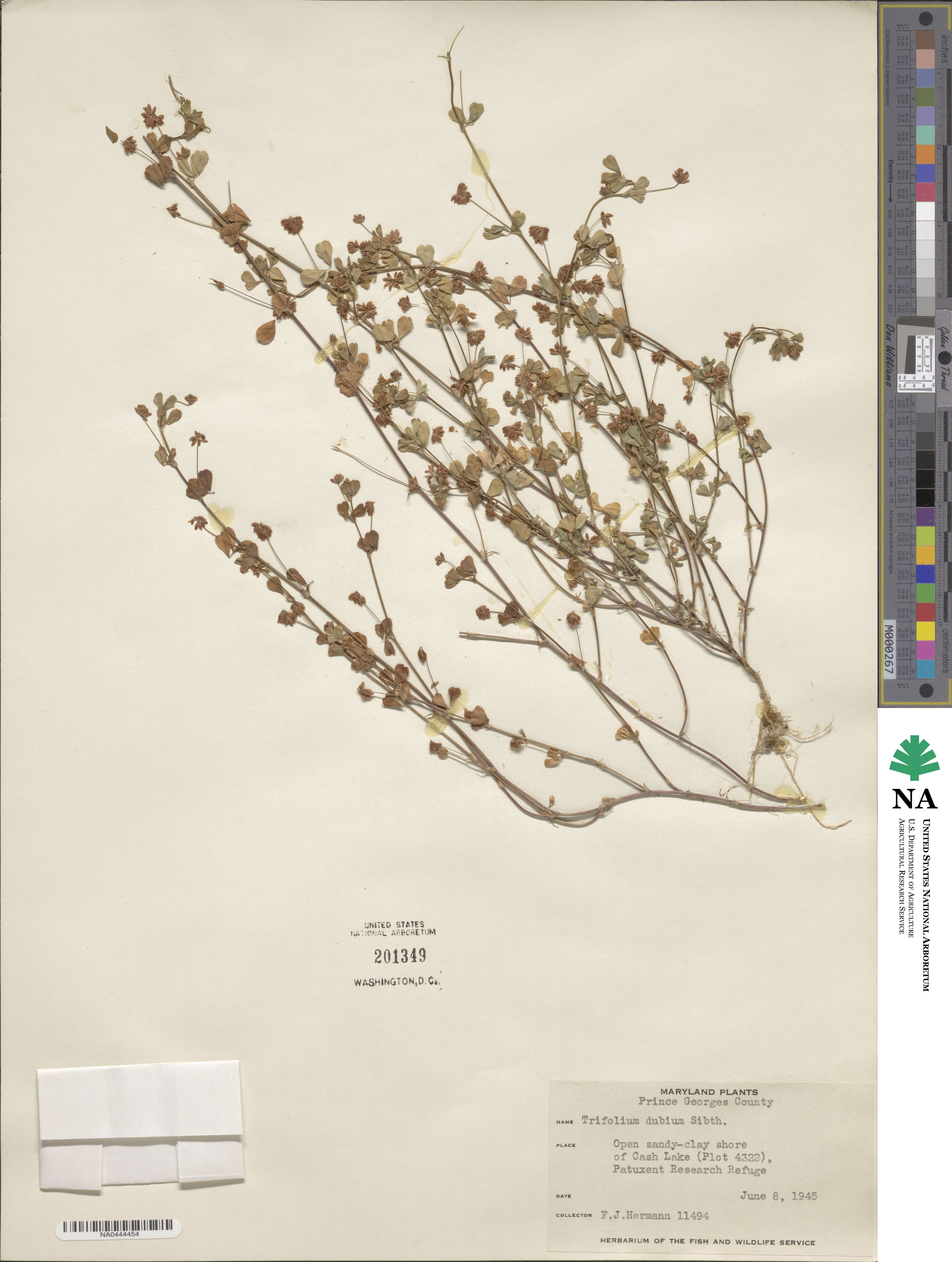 Trifolium dubium image