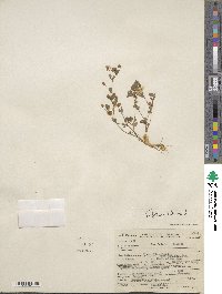 Trifolium dubium image