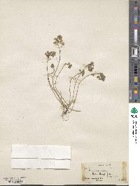 Trifolium dubium image