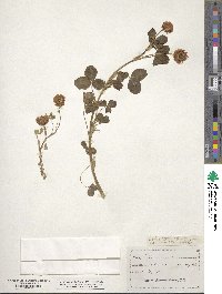 Trifolium hybridum subsp. elegans image