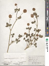 Trifolium hybridum image