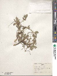 Trifolium eriocephalum image