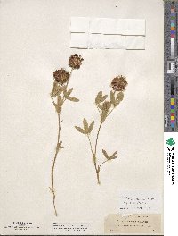 Trifolium eriocephalum image