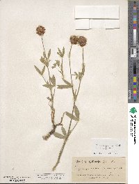 Trifolium eriocephalum image