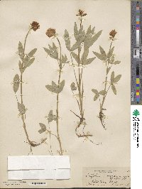 Trifolium eriocephalum image