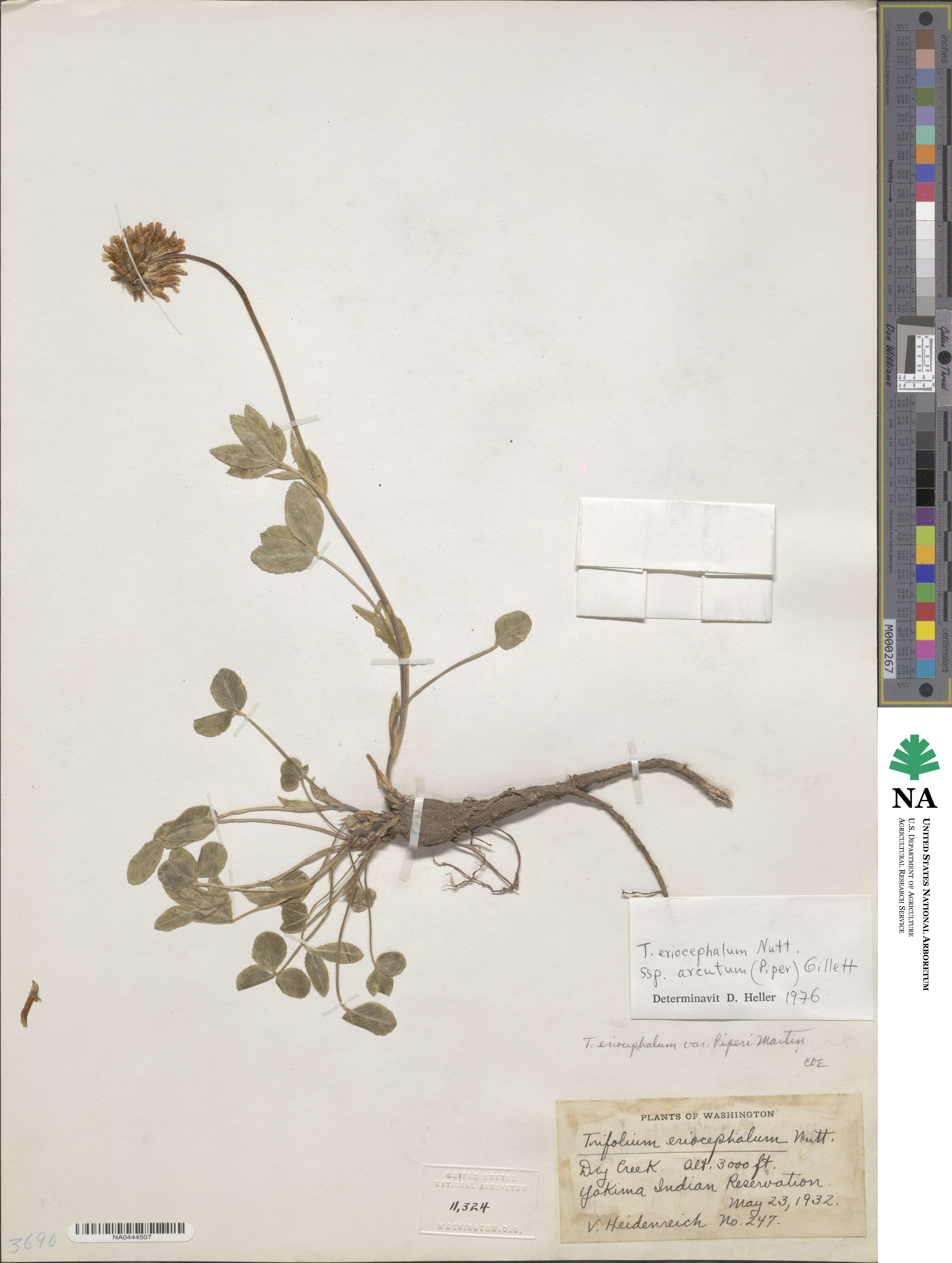 Trifolium eriocephalum subsp. arcuatum image