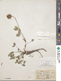 Trifolium eriocephalum image