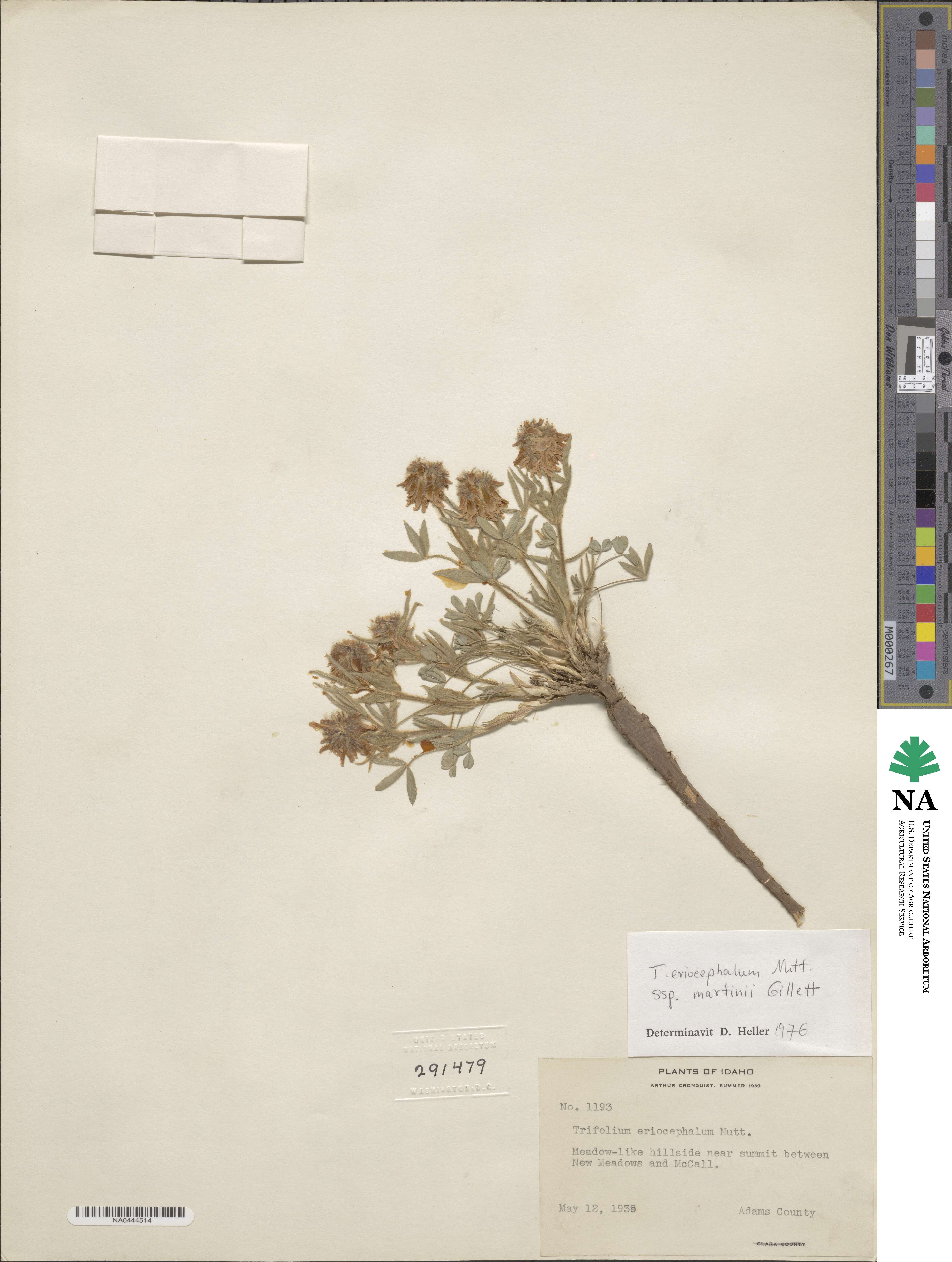 Trifolium eriocephalum subsp. martinii image