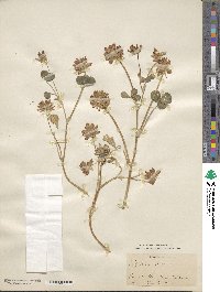 Trifolium fucatum image