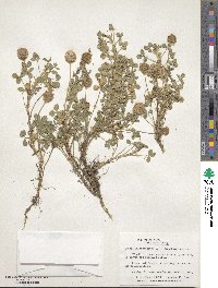 Trifolium fragiferum image